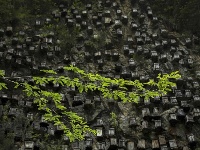 神农架悬崖上的“甜蜜王国”