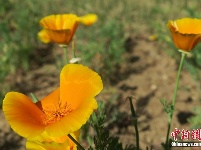 2019“活体罂粟禁毒展览” 罂粟花果引人瞩目