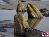 英国海滩遭巨浪冲刷 数千年前森林遗址重现人间