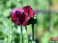 2019“活体罂粟禁毒展览” 罂粟花果引人瞩目