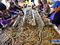 河北乐亭：收获海参