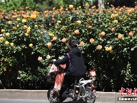 月季花开扮靓京城