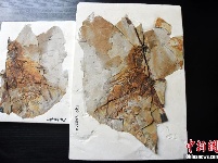 中国发现1.6亿年前侏罗纪具膜质翅膀恐龙