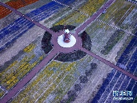 乡村花海引游人