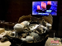 南海I号”沉船文物亮相广东省博物馆