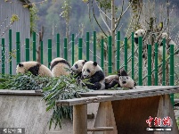 熊猫宝宝户外玩耍萌力十足