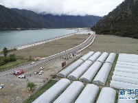 西藏林芝：川藏公路旁的“甜蜜”产业