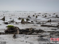 英国海滩遭巨浪冲刷 数千年前森林遗址重现人间