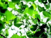 新招抑制“梧桐雨”莫让飞絮扰春光