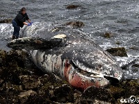 一头灰鲸在加州海滩搁浅死亡 系3月以来第10头