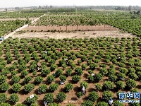 河北巨鹿：金银花种植助力农户脱贫