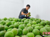 探访“中华化橘红第一村”