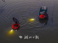 黎明的潜江捞虾人