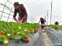 西藏林芝：川藏公路旁的“甜蜜”产业
