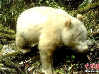 全球首例！卧龙国家级自然保护区现白色大熊猫