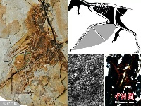 科学家发现1.63亿年前新型恐龙 有蝙蝠翅膀和绒毛