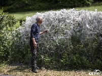 英国一村庄树篱被成千上万只毛毛虫吐丝覆盖