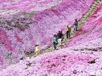 北海道芝樱盛放 超梦幻花海织就粉紫色地毯