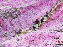 北海道芝樱盛放 游客徜徉梦幻花海