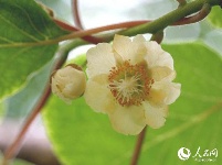 稀奇！恩施发现红花猕猴桃