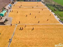 航拍孟加拉农民烈日下翻晒稻谷 大地穿上黄色“条纹衫”
