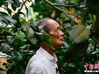 探访“中华化橘红第一村”