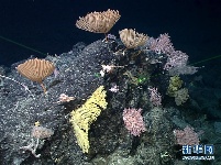 “科学”号在马里亚纳海沟发现多处罕见“海底花园”