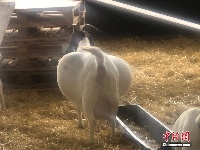 贪吃山羊饱食干草 肚子圆滚滚宛若“大蒜”
