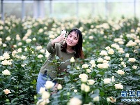 乡村花海引游人