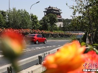 月季花开扮靓京城