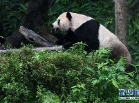 赠台大熊猫十年迎客两千余万