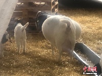 贪吃山羊饱食干草 肚子圆滚滚宛若“大蒜”