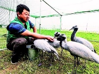 汉南世界飞行者大会将首次引入“大雁伴飞”