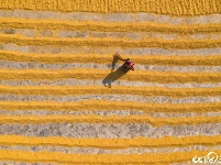 航拍孟加拉农民烈日下翻晒稻谷 大地穿上黄色“条纹衫”