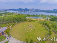 襄阳月亮湾公园：湿地如画城中绘