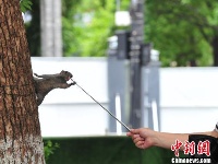 杭州西湖边松鼠享用游客投食 吃相憨态可掬