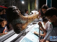 广州：夜游恐龙展