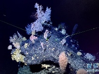 “科学”号在马里亚纳海沟发现多处罕见“海底花园”