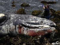 一头灰鲸在加州海滩搁浅死亡 系3月以来第10头