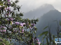 陕西略阳雨后初霁 森林公园美若仙境