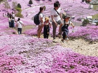 北海道芝樱盛放 超梦幻花海织就粉紫色地毯