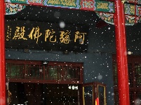 哈尔滨百年古寺柳絮飘 簌簌落如雪