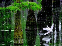 武汉涨渡湖生物净化改善林下水质

