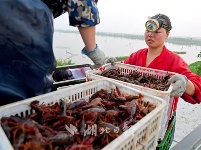 黎明的潜江捞虾人