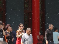 哈尔滨百年古寺柳絮飘 簌簌落如雪