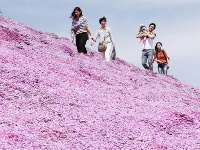 北海道芝樱盛放 超梦幻花海织就粉紫色地毯