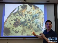中国科学家在琥珀中发现史前海洋动物