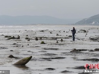 英国海滩遭巨浪冲刷 数千年前森林遗址重现人间