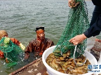 河北乐亭：收获海参