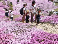 北海道芝樱盛放 游客徜徉梦幻花海